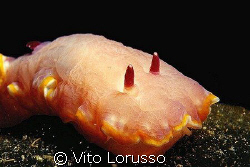 Nudibranchs - Archidoris pseudoargus by Vito Lorusso 